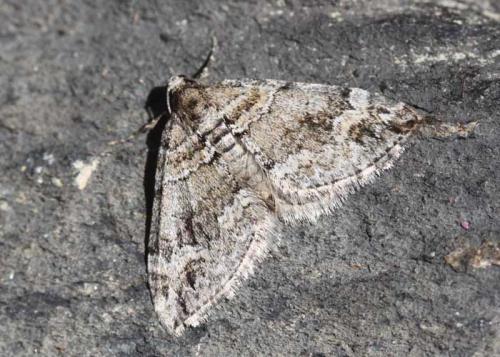 Réf. 190 407 : Perizoma flavosparsata